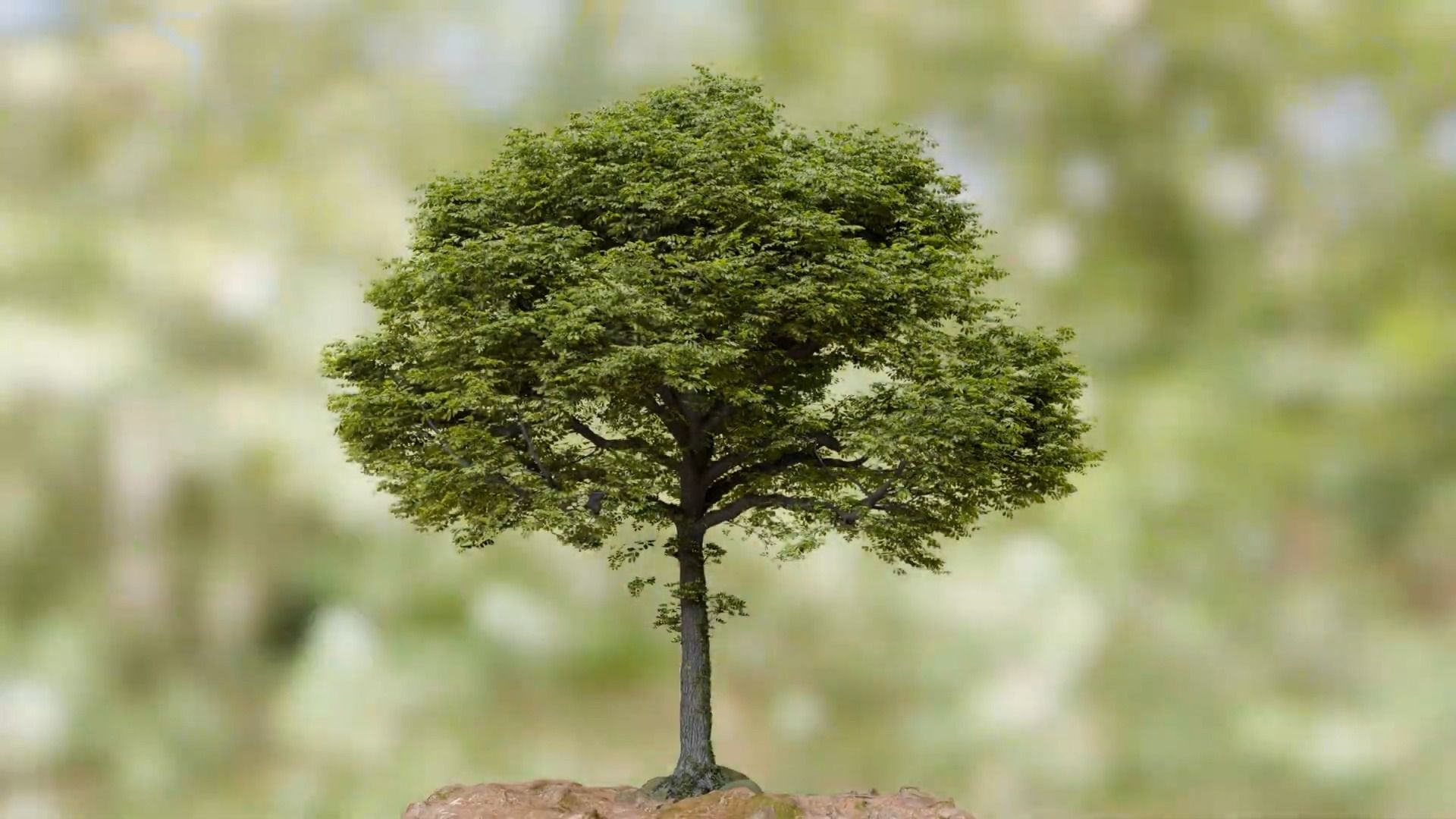 speedtree 9 !创建一棵橡树!