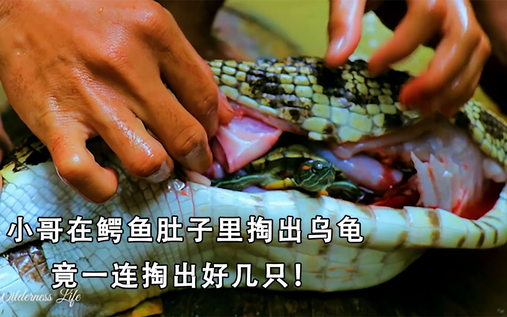 小哥在鳄鱼肚子里掏出乌龟竟一连掏出好几只