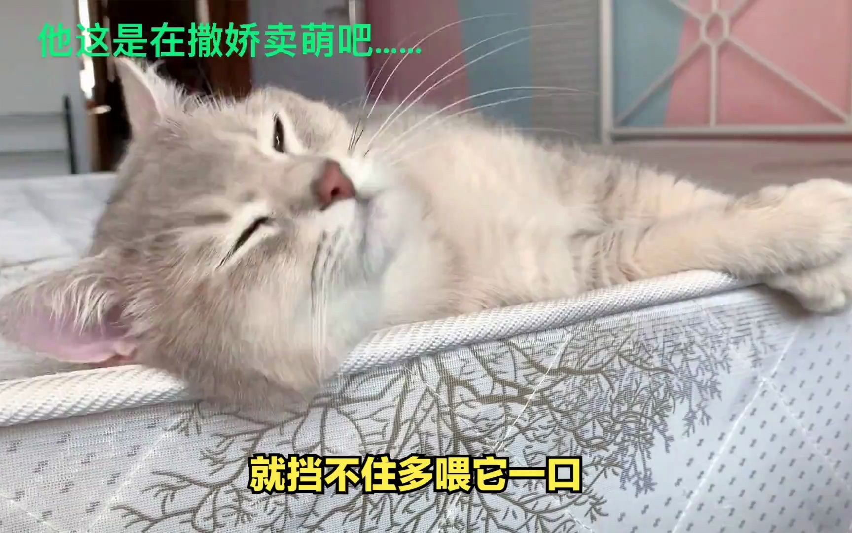 成年布偶猫体重标准哔哩哔哩bilibili