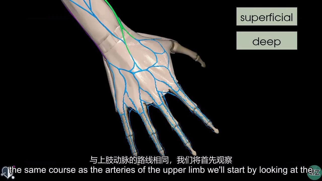 [图]【中英文双语字幕版】上肢静脉解剖Upper Limb Veins - 3D Anatomy Tutorial