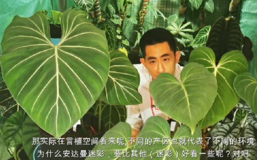 言植空间和大家一起学习与分享天南星科下几种常见蔓绿绒(喜林芋)Philodenron 的,养殖与养护.哔哩哔哩bilibili