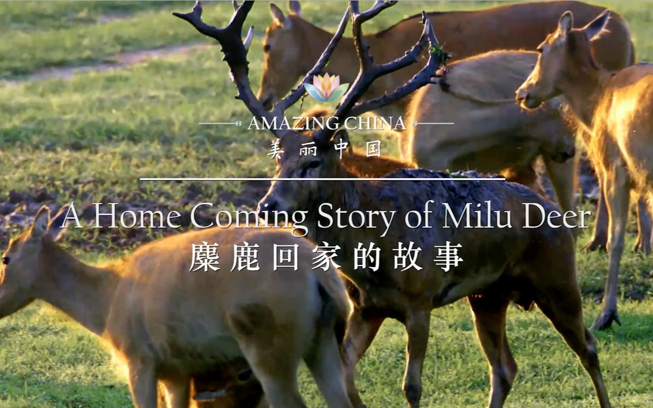 [图]《美丽中国 麋鹿回家的故事》-A Home Coming Story of Milu Deer