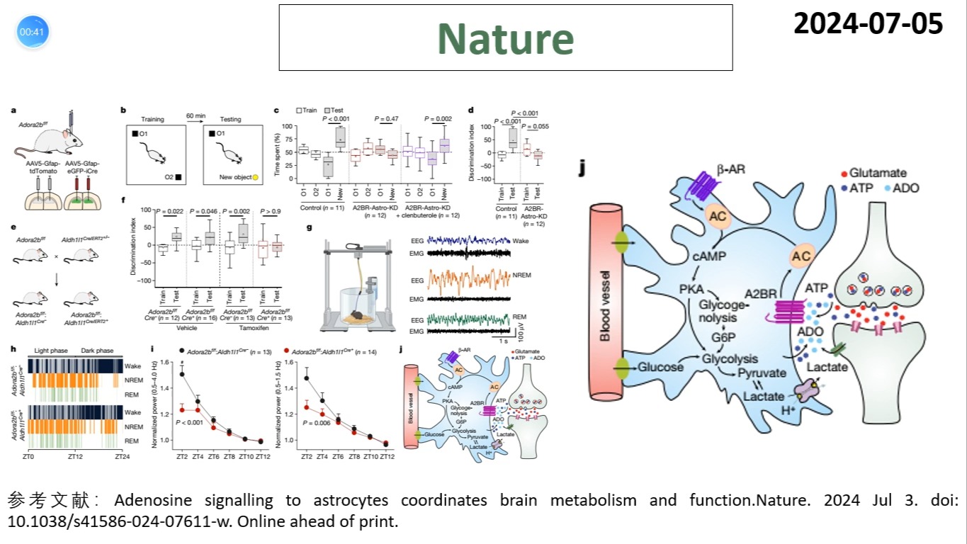 Nature—星形胶质细胞研究重磅:星胶腺苷A2BR信号通路调控大脑能量代谢、突触可塑性、记忆功能和睡眠行为哔哩哔哩bilibili