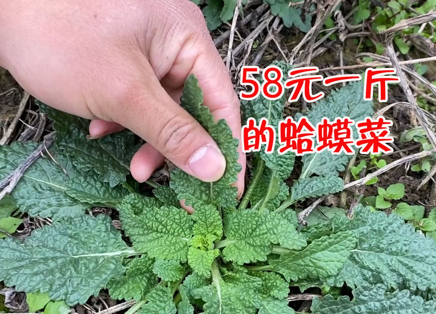 58元一斤的"蛤蟆菜",很多人一辈子没见过,拍给大家看一下