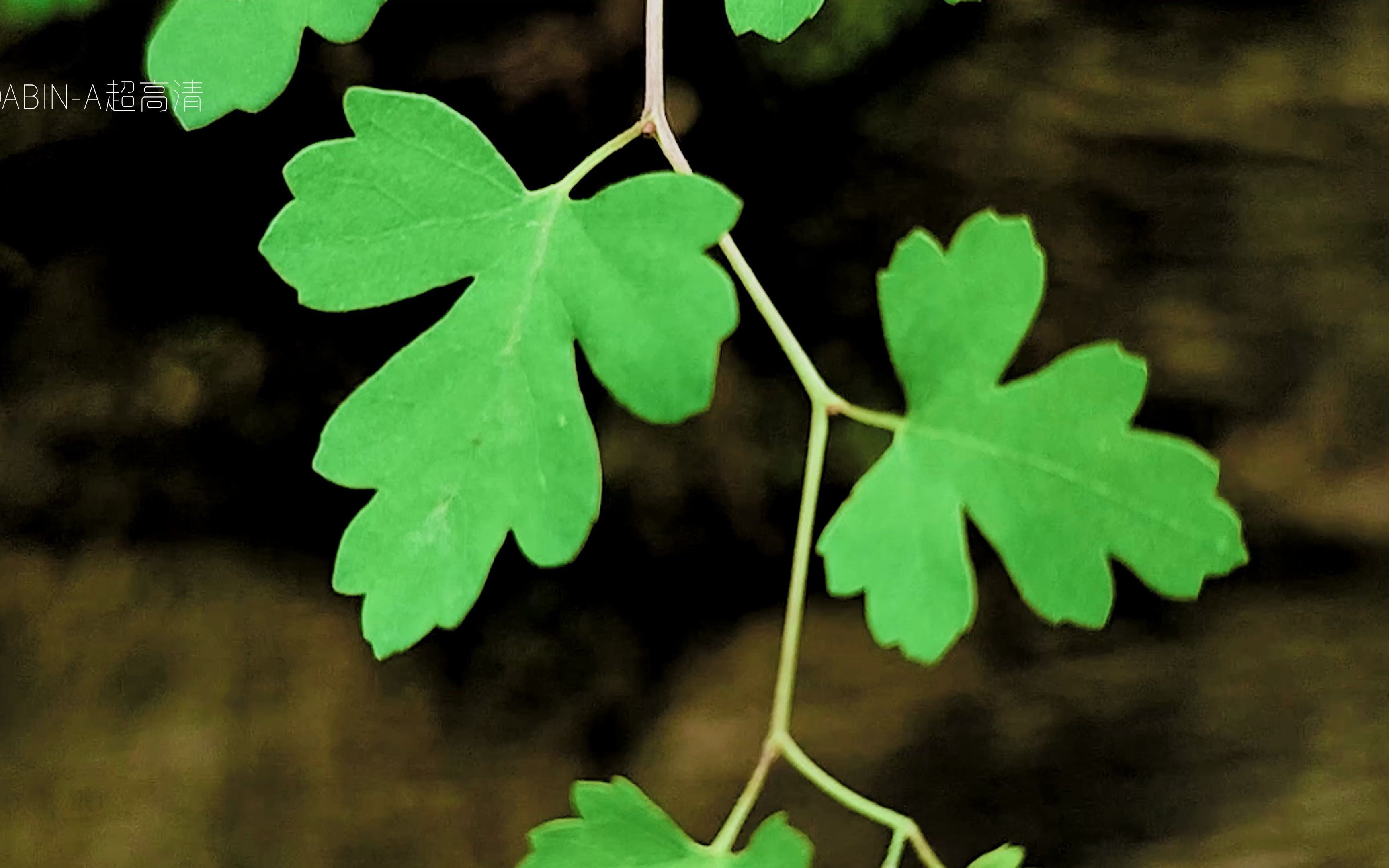 小米10s 4k视频 山间小路旁容易被忽略的美 去发现他们吧