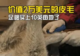 Descargar video: 价值2万美元的皮毛，让他终于存够了能买上10英亩土地的首付款！