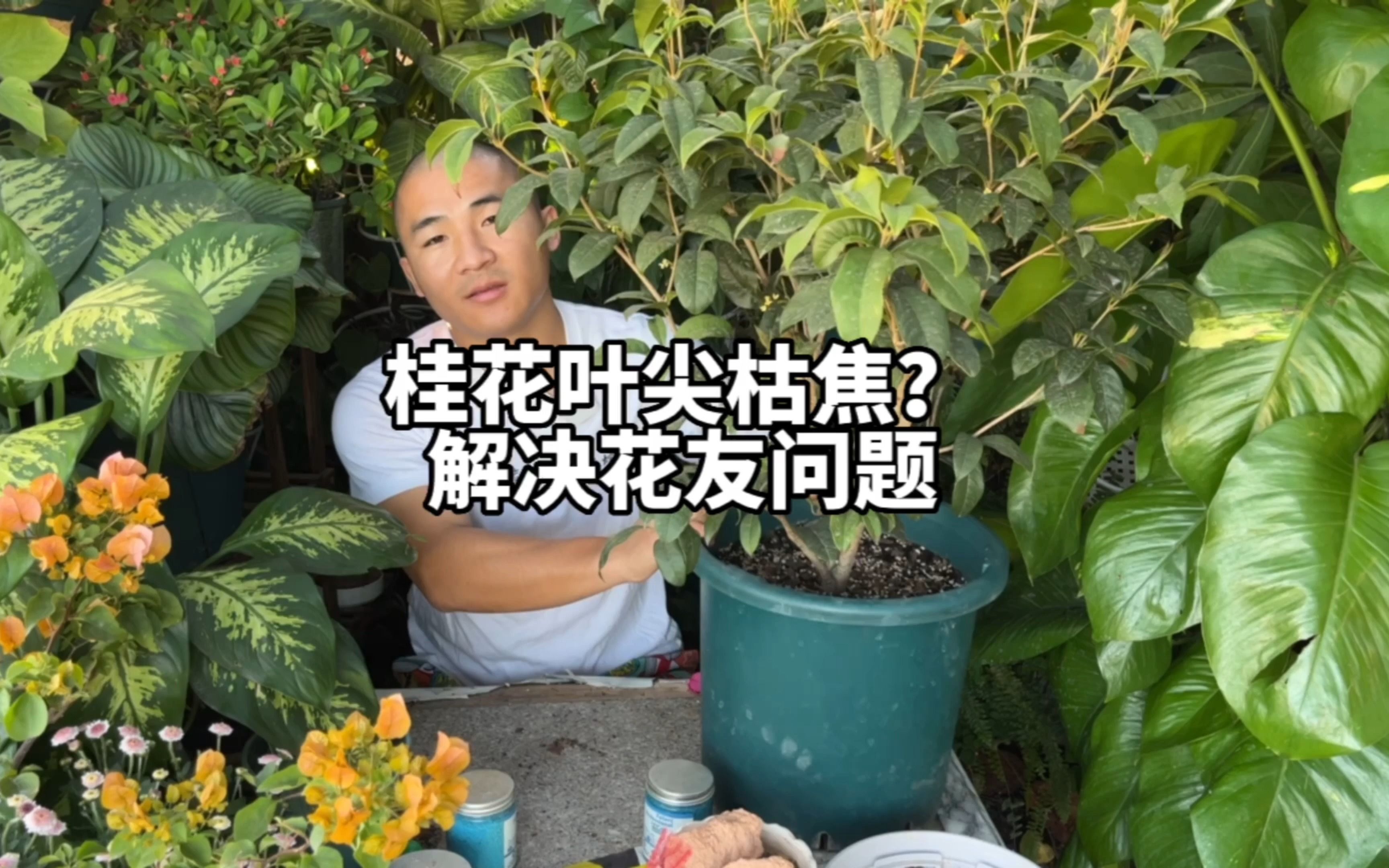 桂花叶尖焦枯怎么办?花友听进去桂花养的不错了!几天浇水一次?哔哩哔哩bilibili