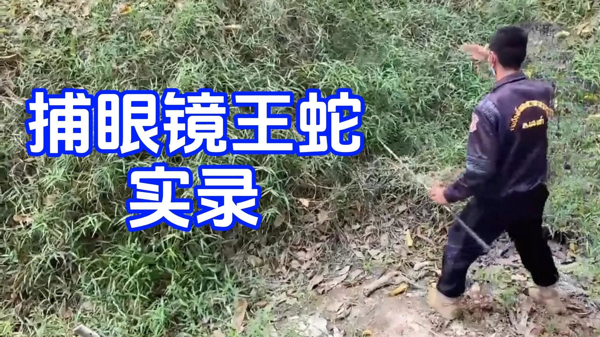 捕银镜王蛇实录