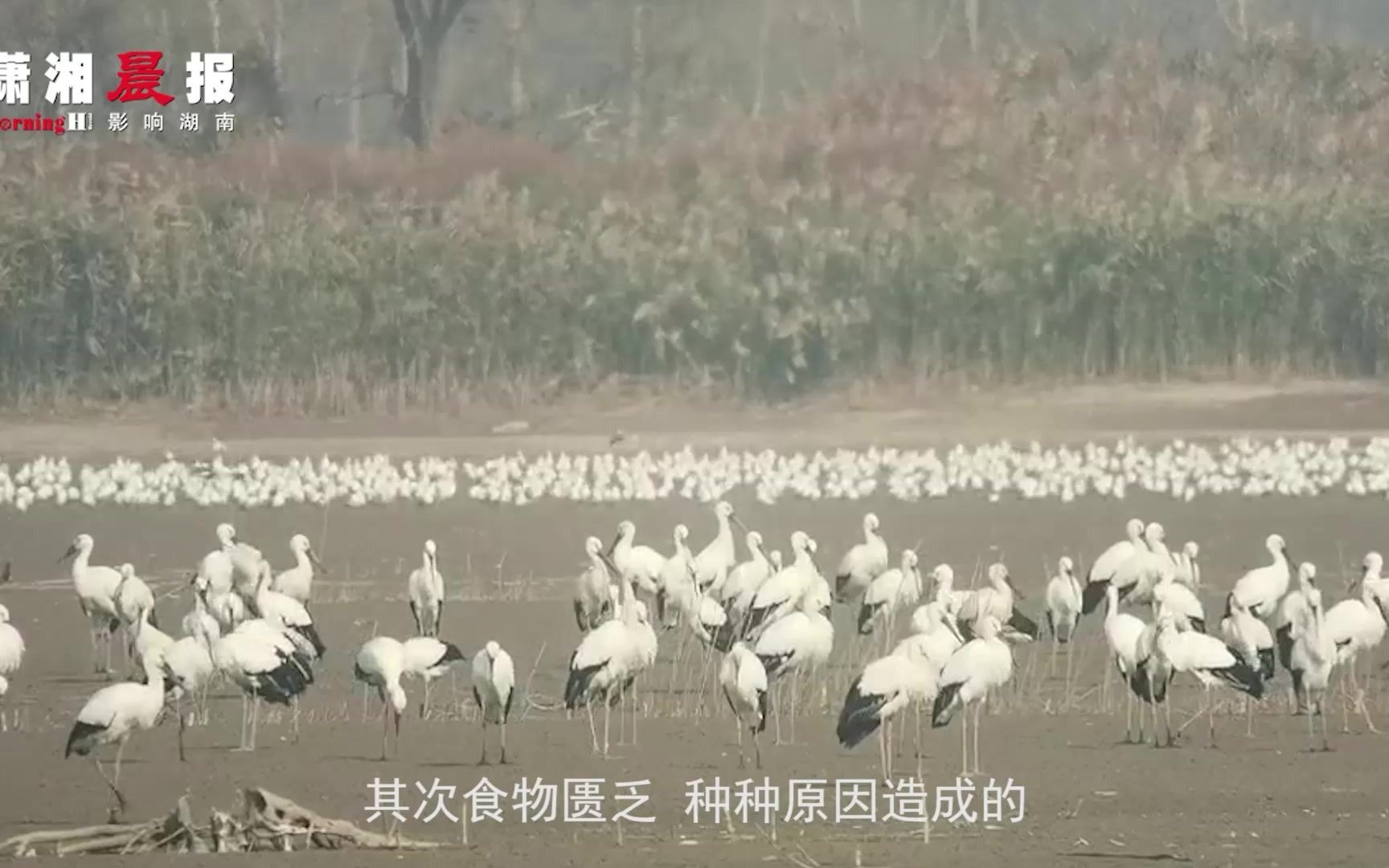 珍稀鸟类觅食困难生存堪忧 只能冒险偷食鱼塘 保护区:正投放食物哔哩哔哩bilibili