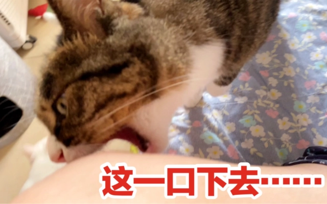 维诺家的猫鼠兔的个人空间_哔哩哔哩_bilibili