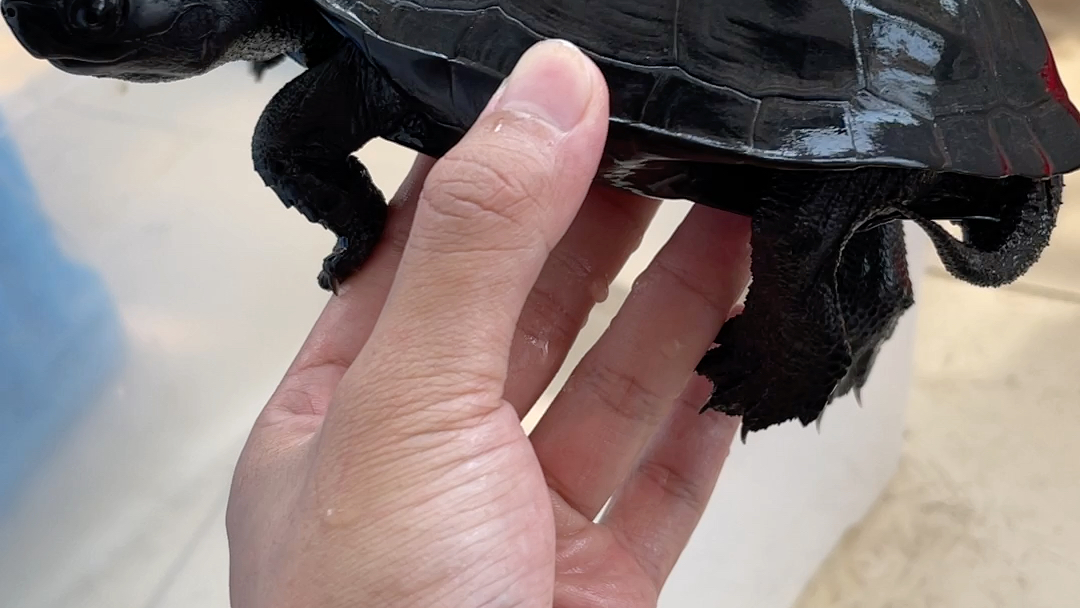 极品刀刻墨龟,细纹天然,鬼斧神工