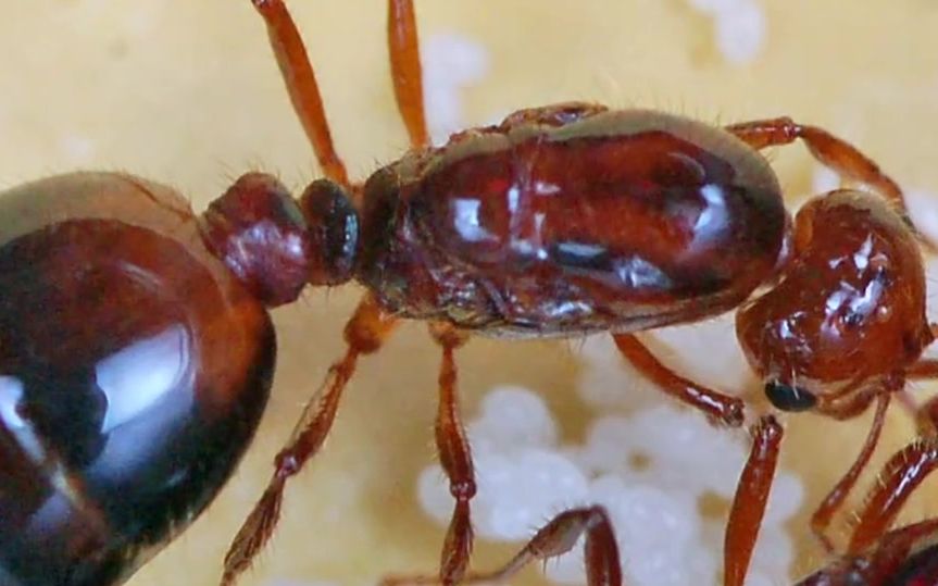 防治红火蚁 广东的做法