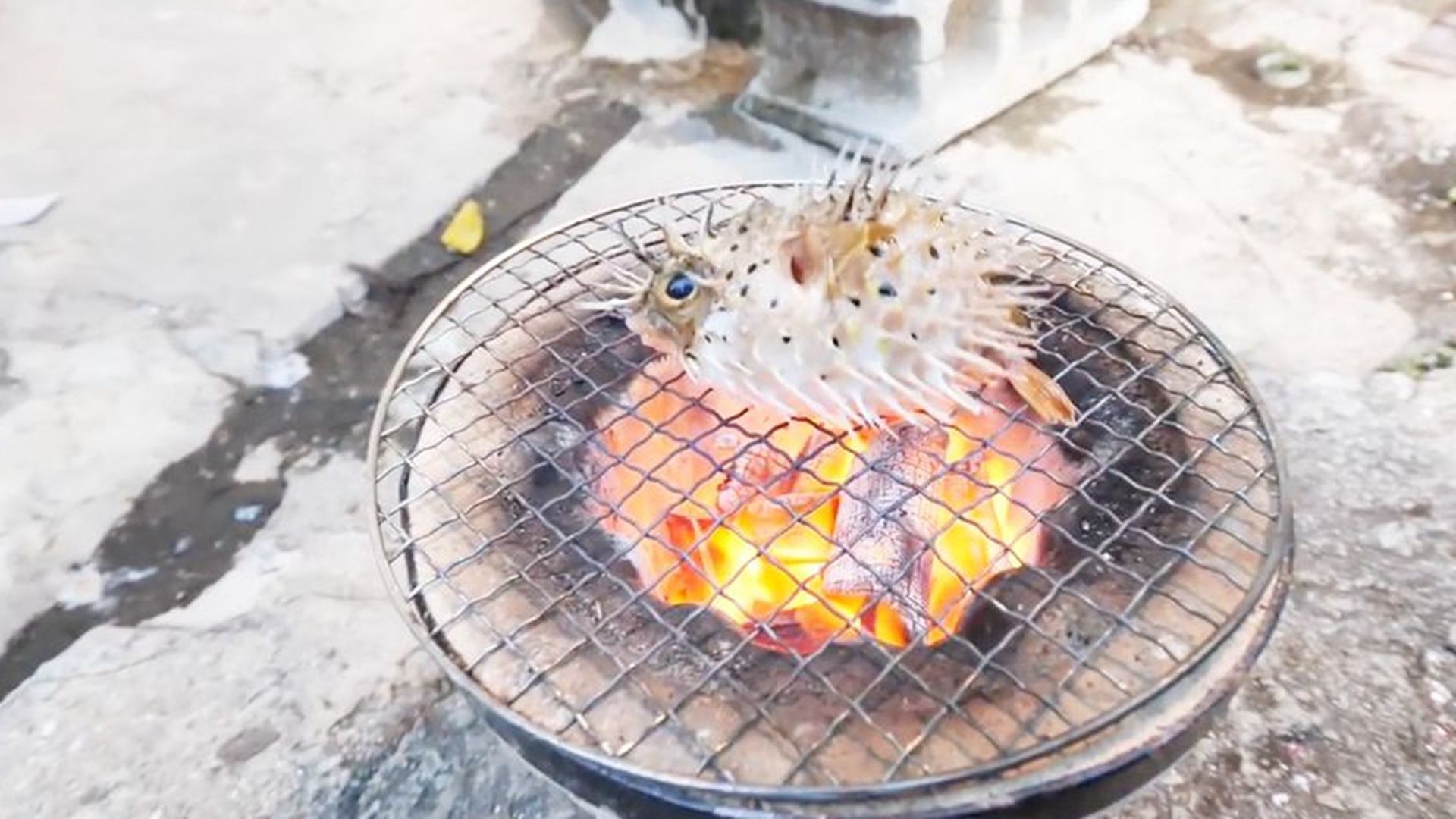 日本小伙作死烤河豚,活的河豚直接扔火炉上,镜头记录