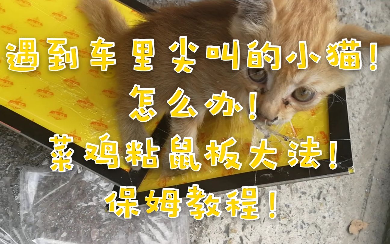 七夕救下车底盘小猫,取名叫七夕,赠保姆级救猫教程!哔哩哔哩bilibili