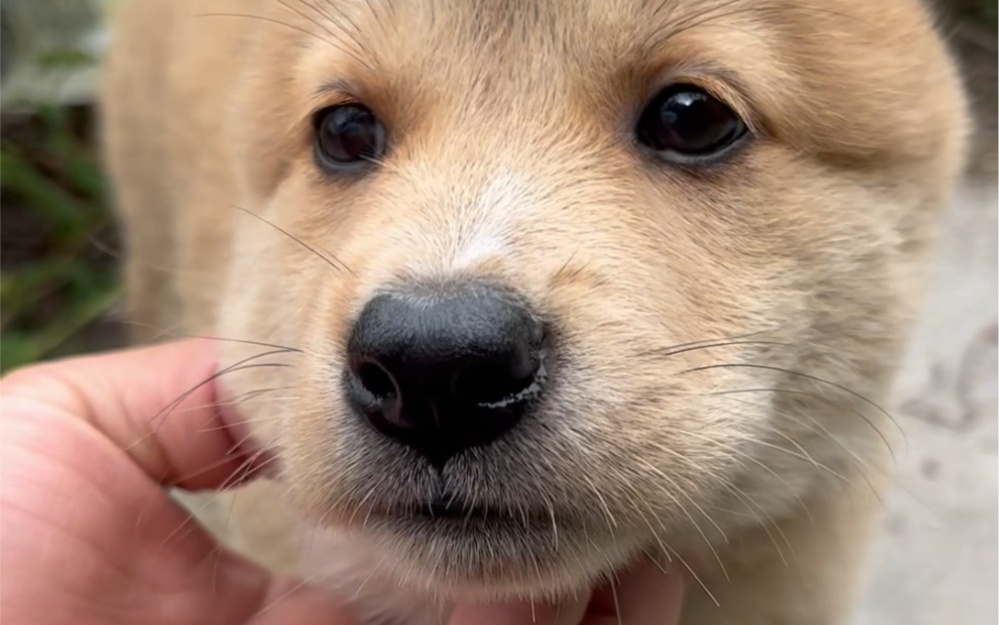 广西有好犬 今天出窝一只黄狗白面四银蹄的小公犬