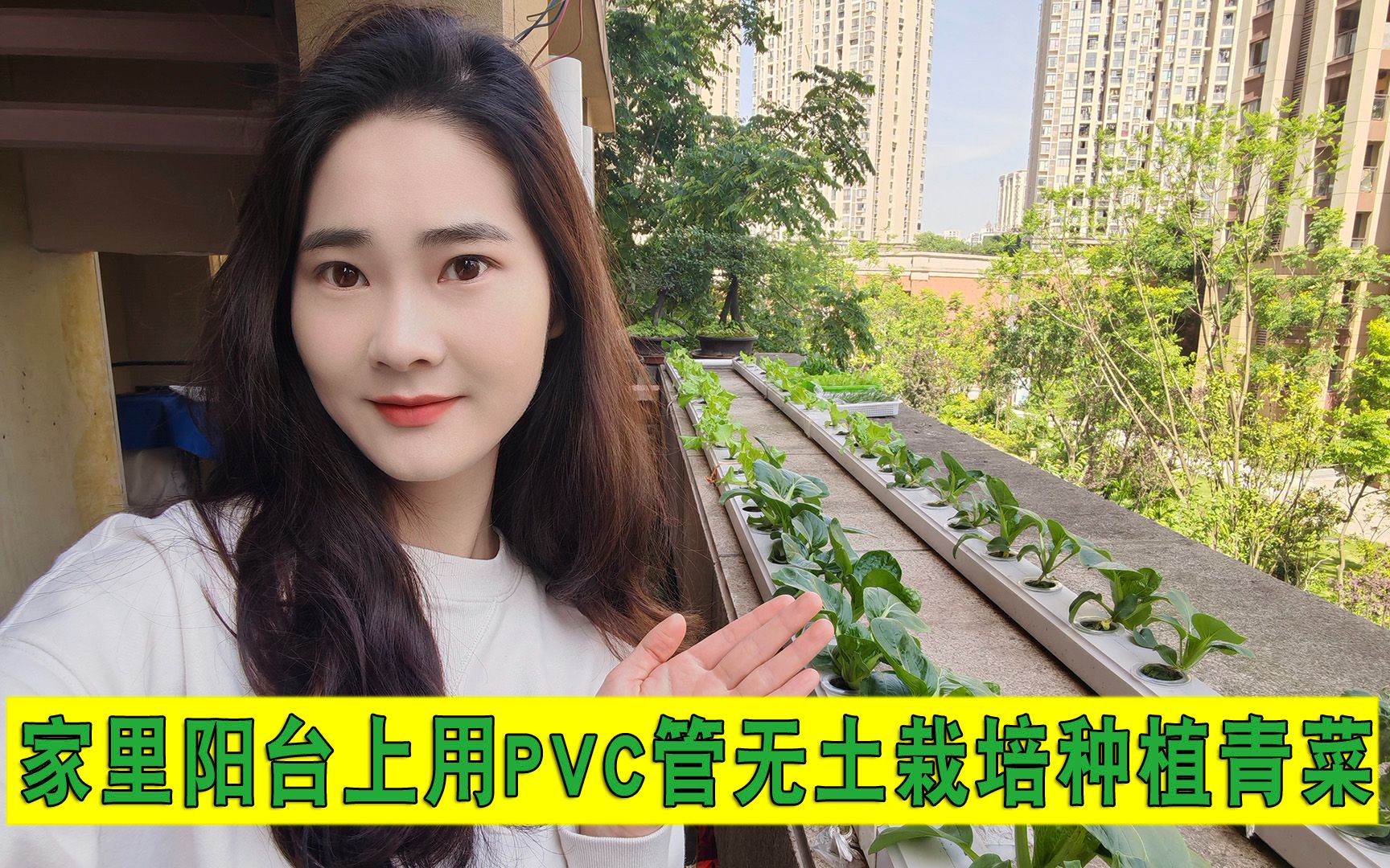 在自己阳台上用PVC管无土栽培种植青菜和生菜 水培无公害蔬菜哔哩哔哩bilibili