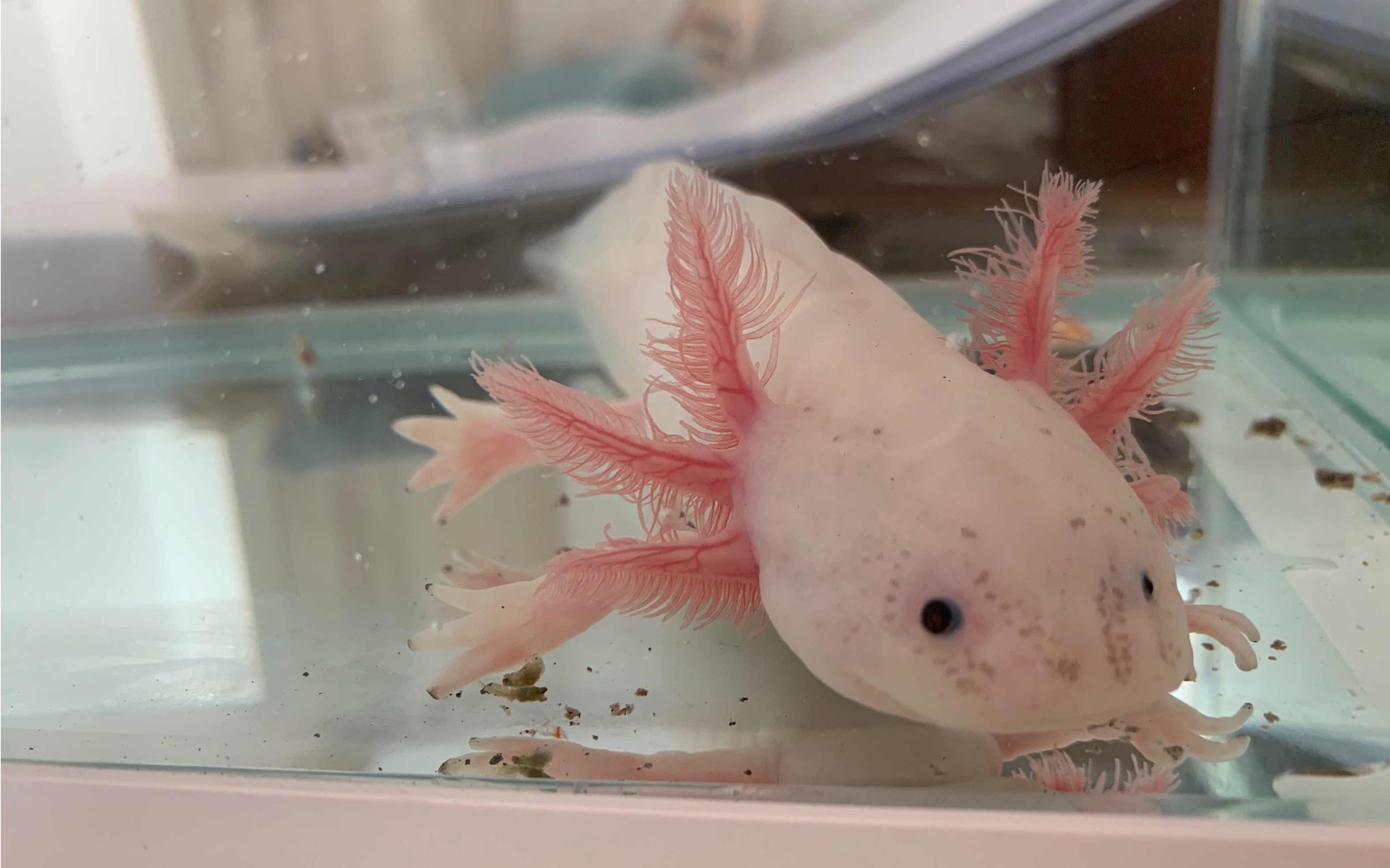 【六角恐龙】俺家小六六_哔哩哔哩_bilibili