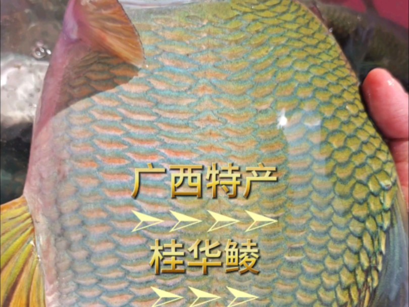 听说这条鱼只有我们广西才有 #青衣鱼 #桂华鲮