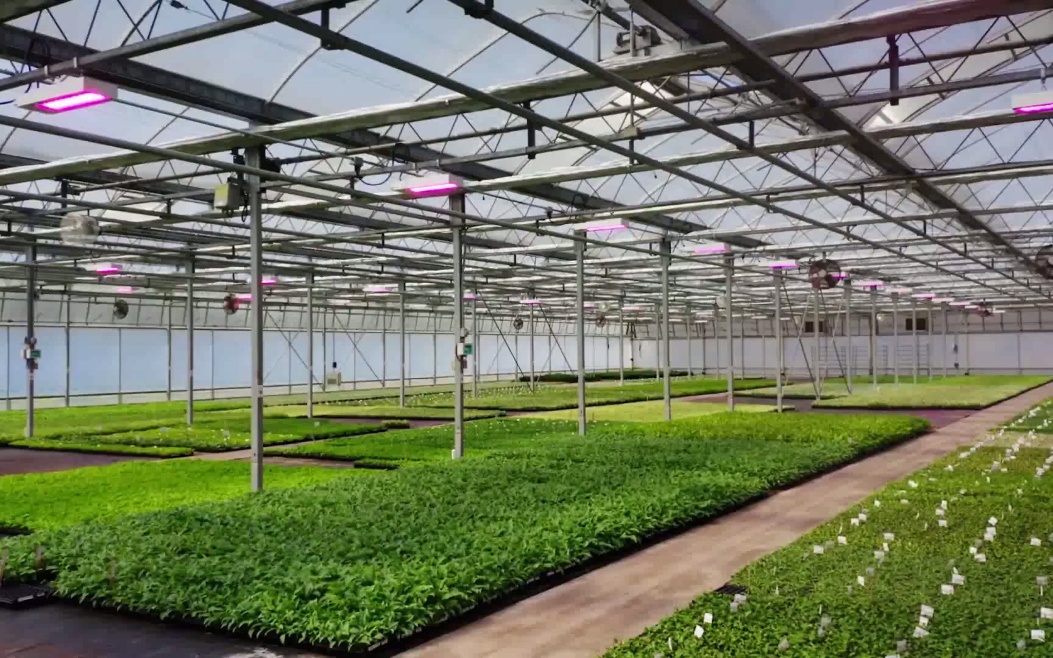 温室大棚应该什么时候使用补光灯#植物补光灯 #温室大棚 #现代农业