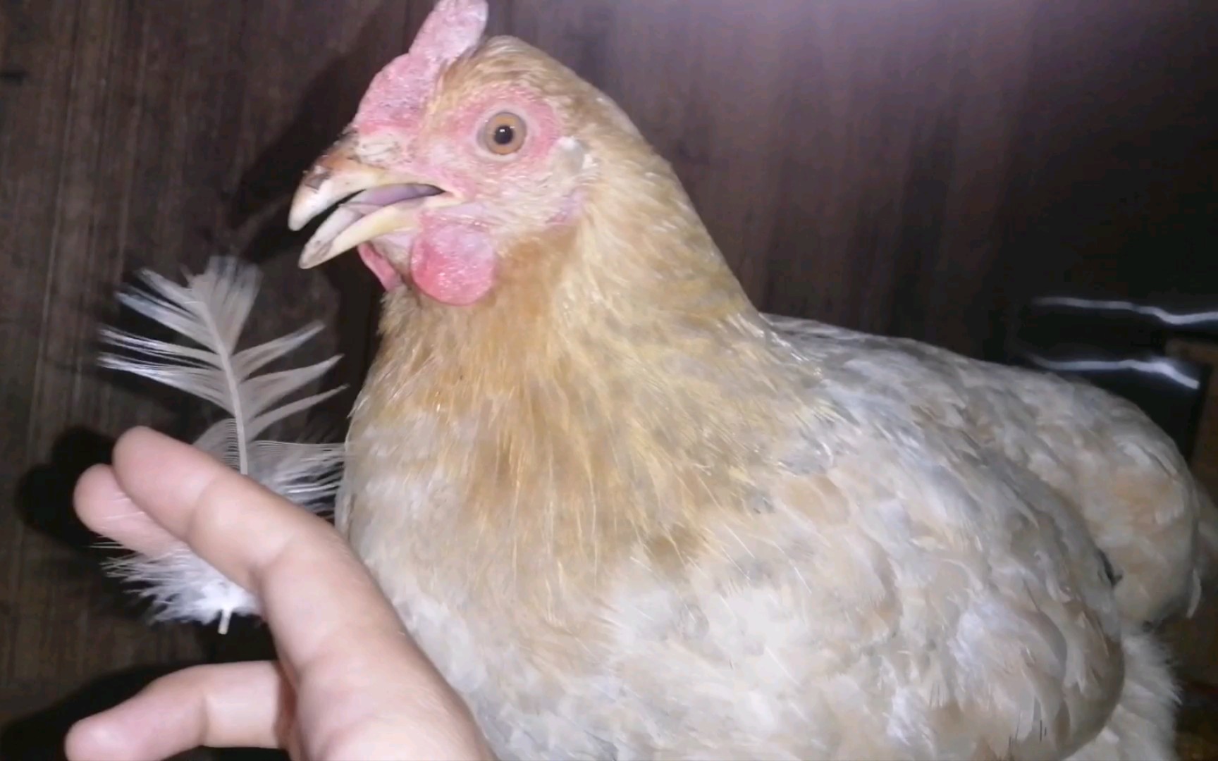 怎么办啊我家咕咕鸡突然开始严重的掉毛了_哔哩哔哩_bilibili