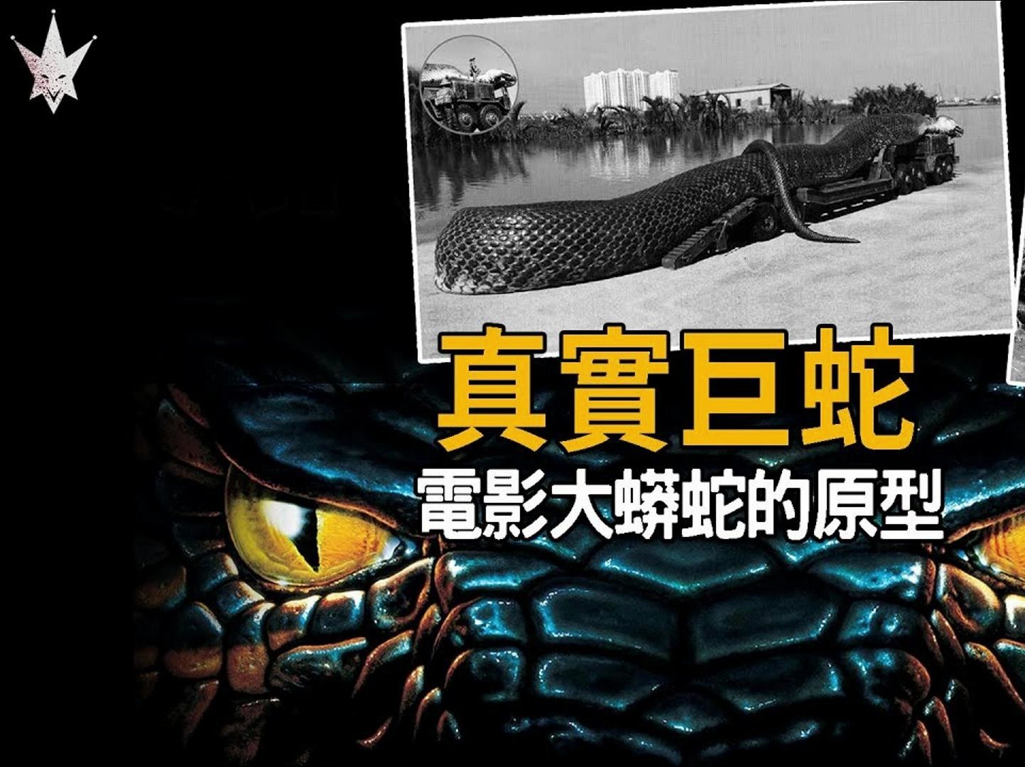 史前巨蟒再度出没于1936年江苏射阳县巨蟒事件,2009年马来西亚婆罗洲30公尺巨蛇等,消息真伪难辨.地球上真实存在过的超级巨蟒,电影大蟒蛇原型,...