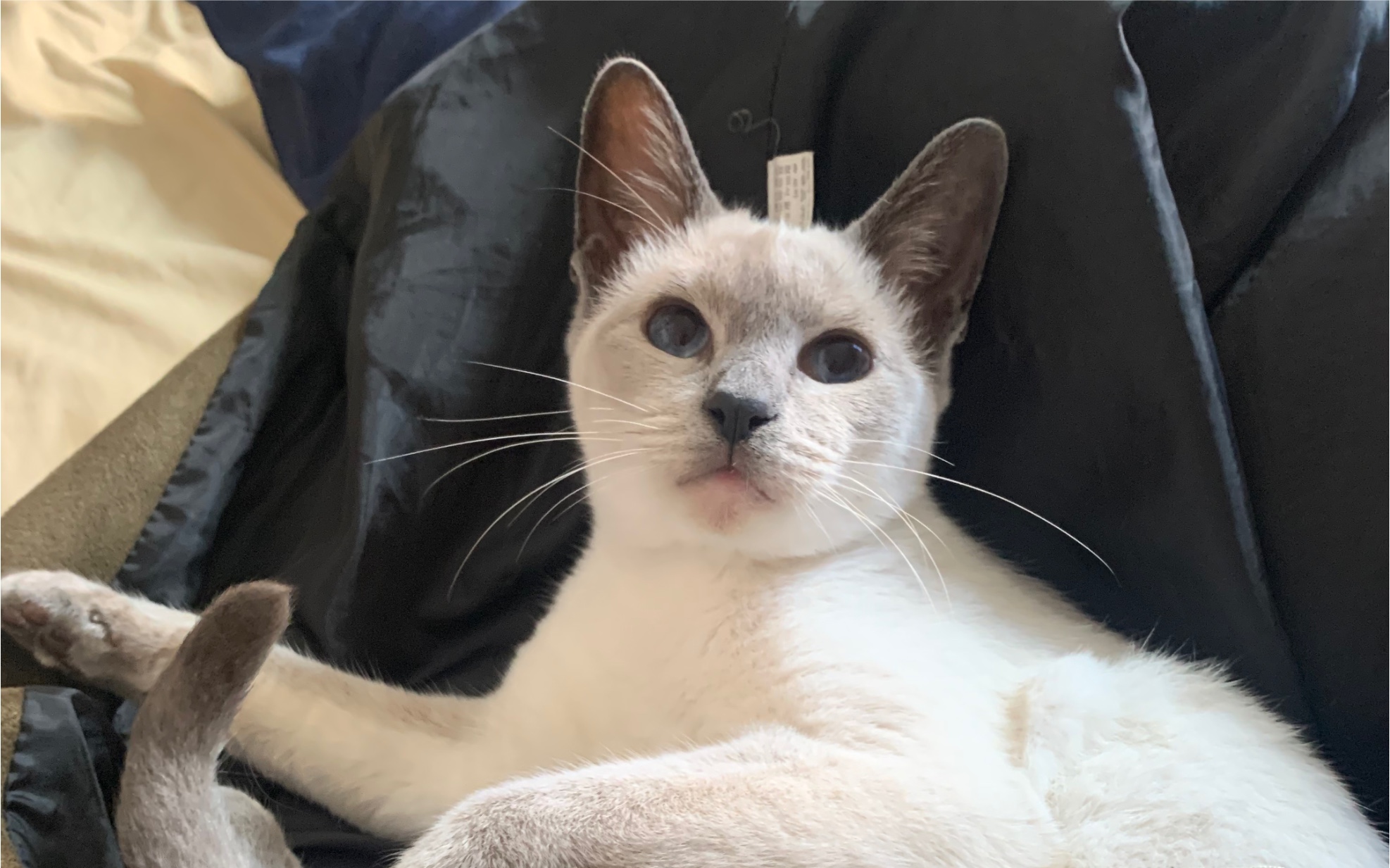 【暹罗猫】给卡斯当狗的一次机会