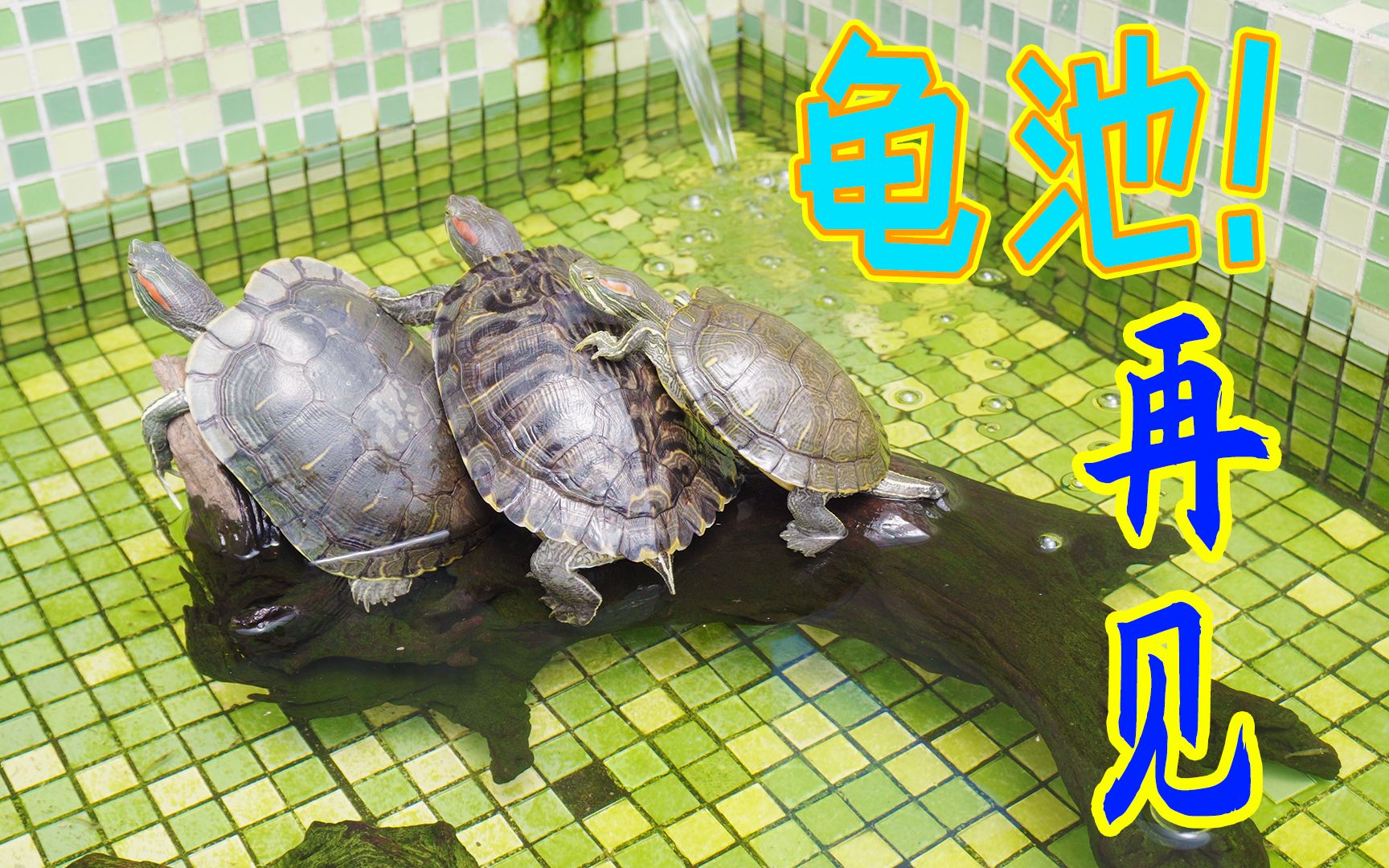 我的小龟池|巴西龟池|观背青鳉池_哔哩哔哩_bilibili