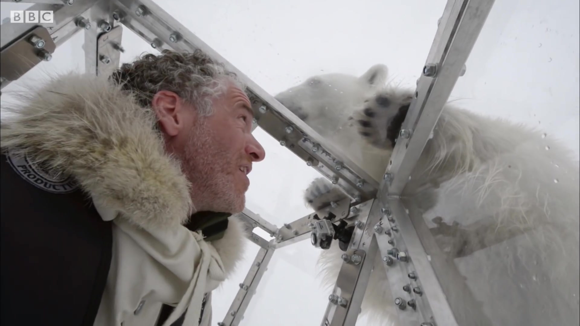 近距离接触野生北极熊/英国bbc地球_哔哩哔哩 (゜-゜)つロ 干杯~-bili