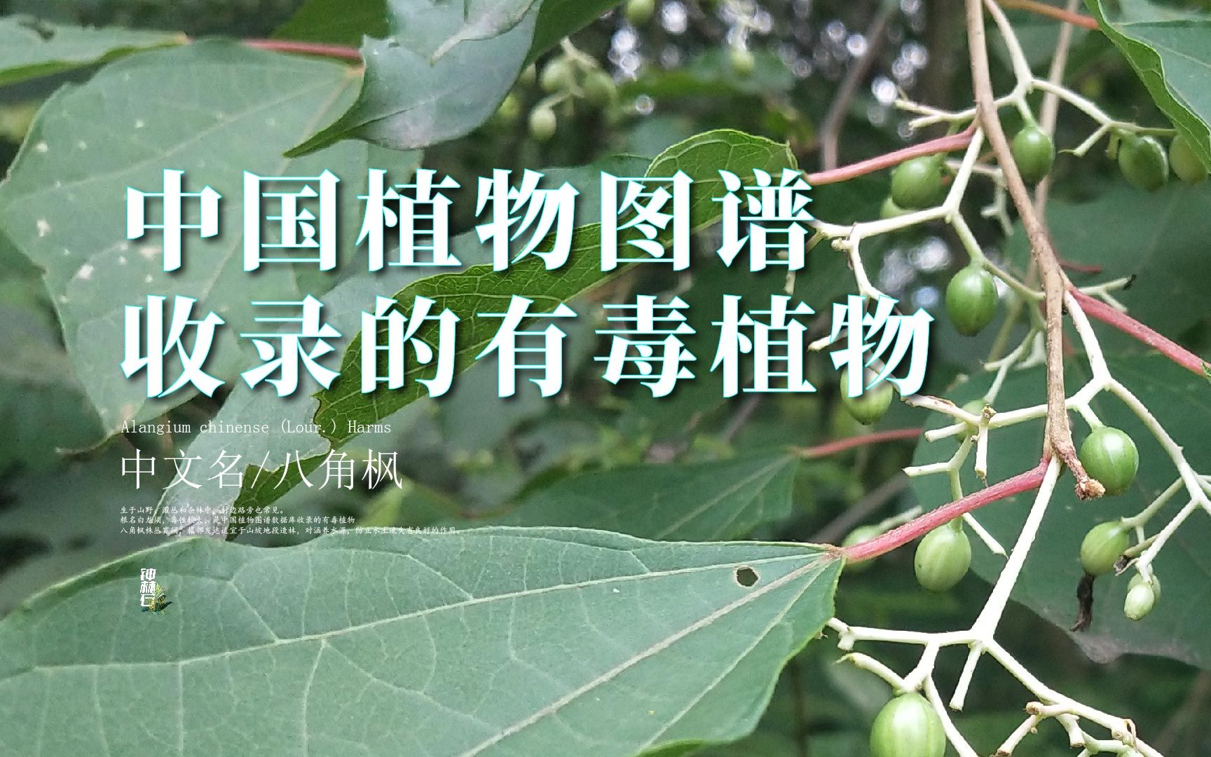 [图]中国植物图谱收录的有毒植物【八角枫】