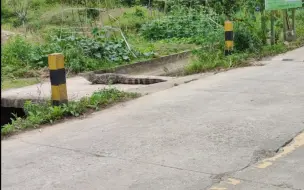 Скачать видео: 危险，野生扬子鳄张龙过马路，应该是去找老婆——护鳄世家