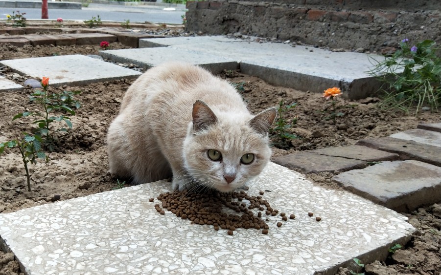 【奶茶猫】奶茶色圆脸小猫咪 太美貌了吧哔哩哔哩bilibili