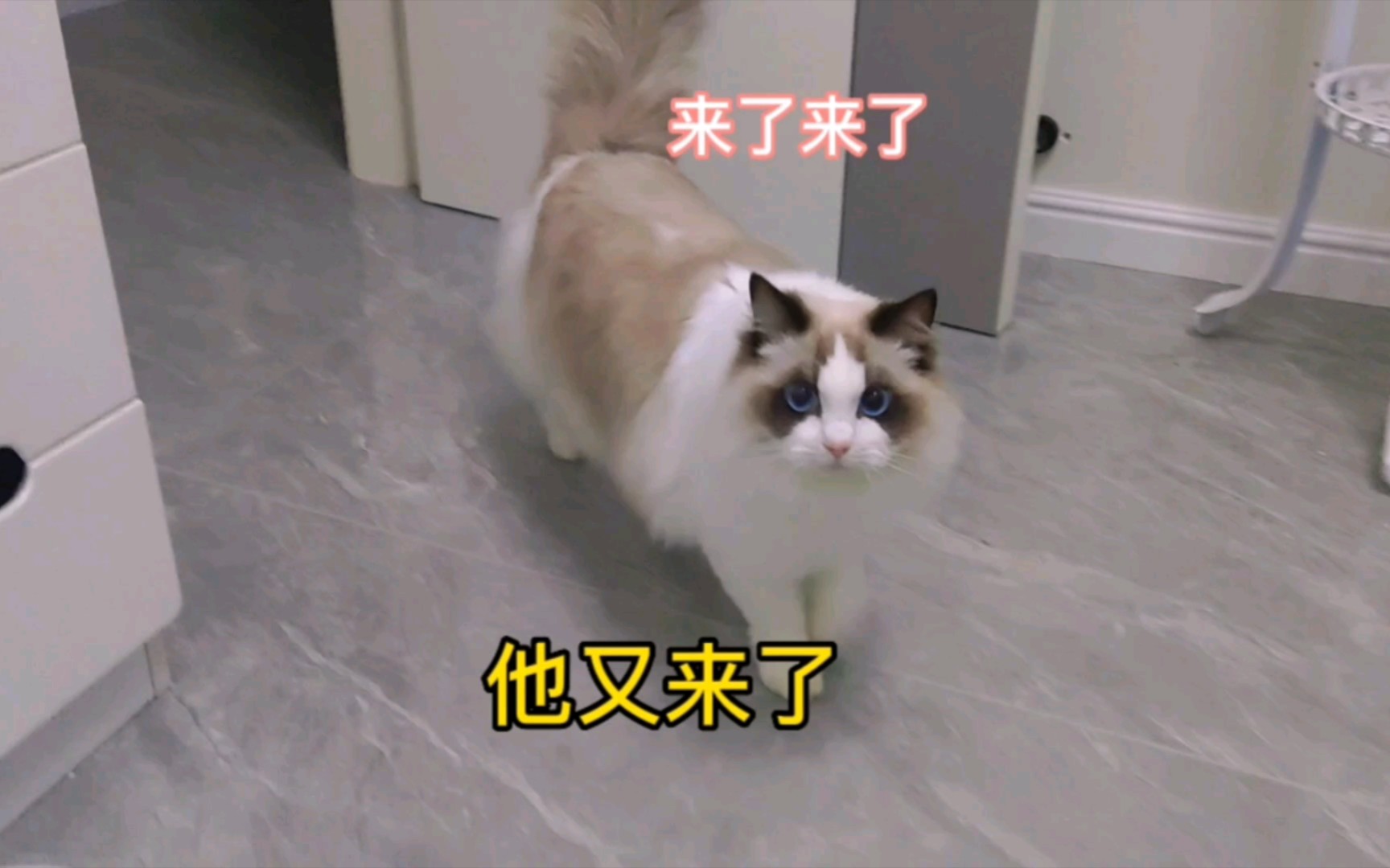 《晚上11点》漂亮猫又来和我睡了哔哩哔哩bilibili