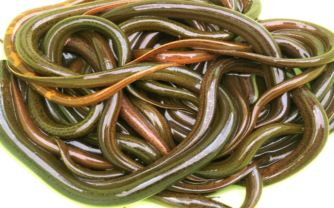 花40块买8两野生鳝鱼,不用杀锅里一倒,出锅又香又辣大家抢着吃