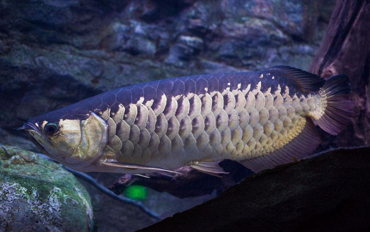 用弓箭射野生金龙鱼,这一条得多少钱啊