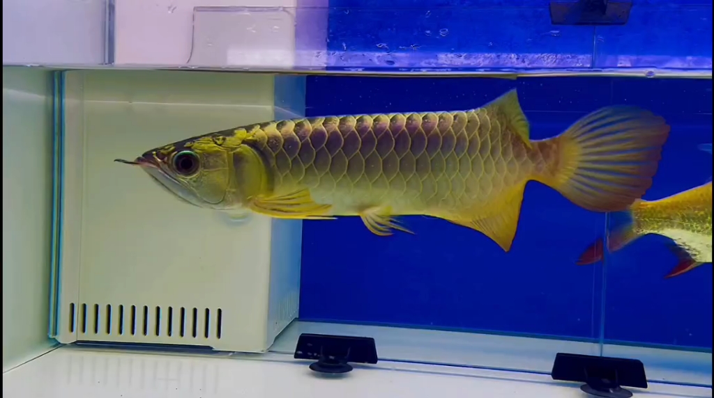 26厘米满过背满珠鳞金龙鱼