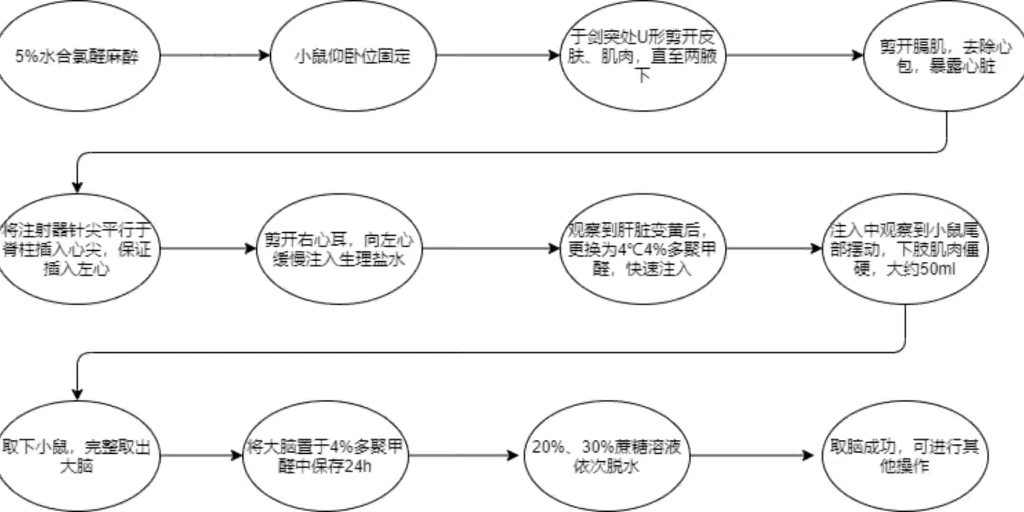 小鼠灌流实验操作流程图