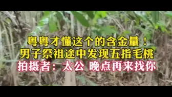 Download Video: 粤粤应该都懂这个的含金量吧男子祖途中发现五指毛桃，“太公，晚点再来找你”