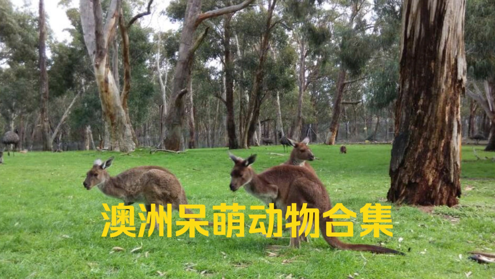 【全英|澳洲呆萌动物介绍