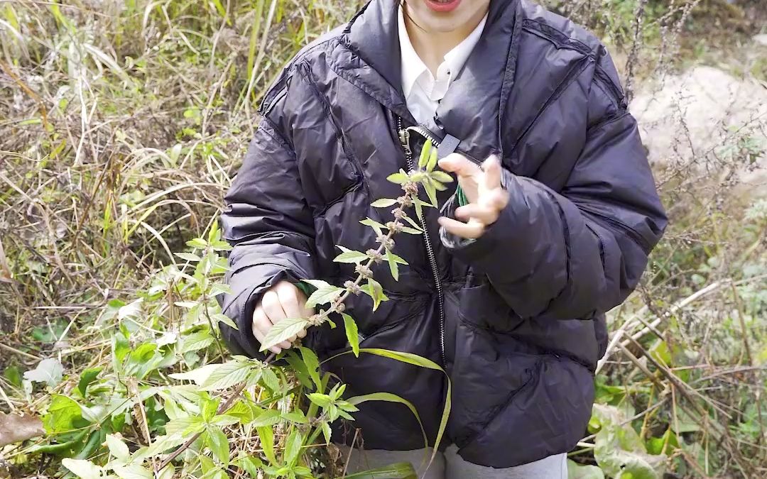 [图]薄荷是一种充满希望的植物，薄荷的花语是“愿与你再次相逢和“再爱我一次