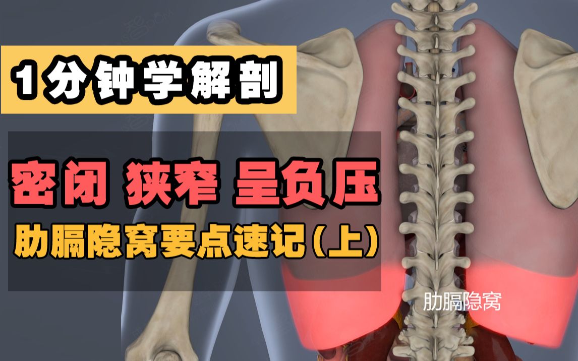 【1分钟学解剖】呼吸系统 肋膈隐窝(上)每日一记,每次一学.肋膈隐窝!要点解析!哔哩哔哩bilibili