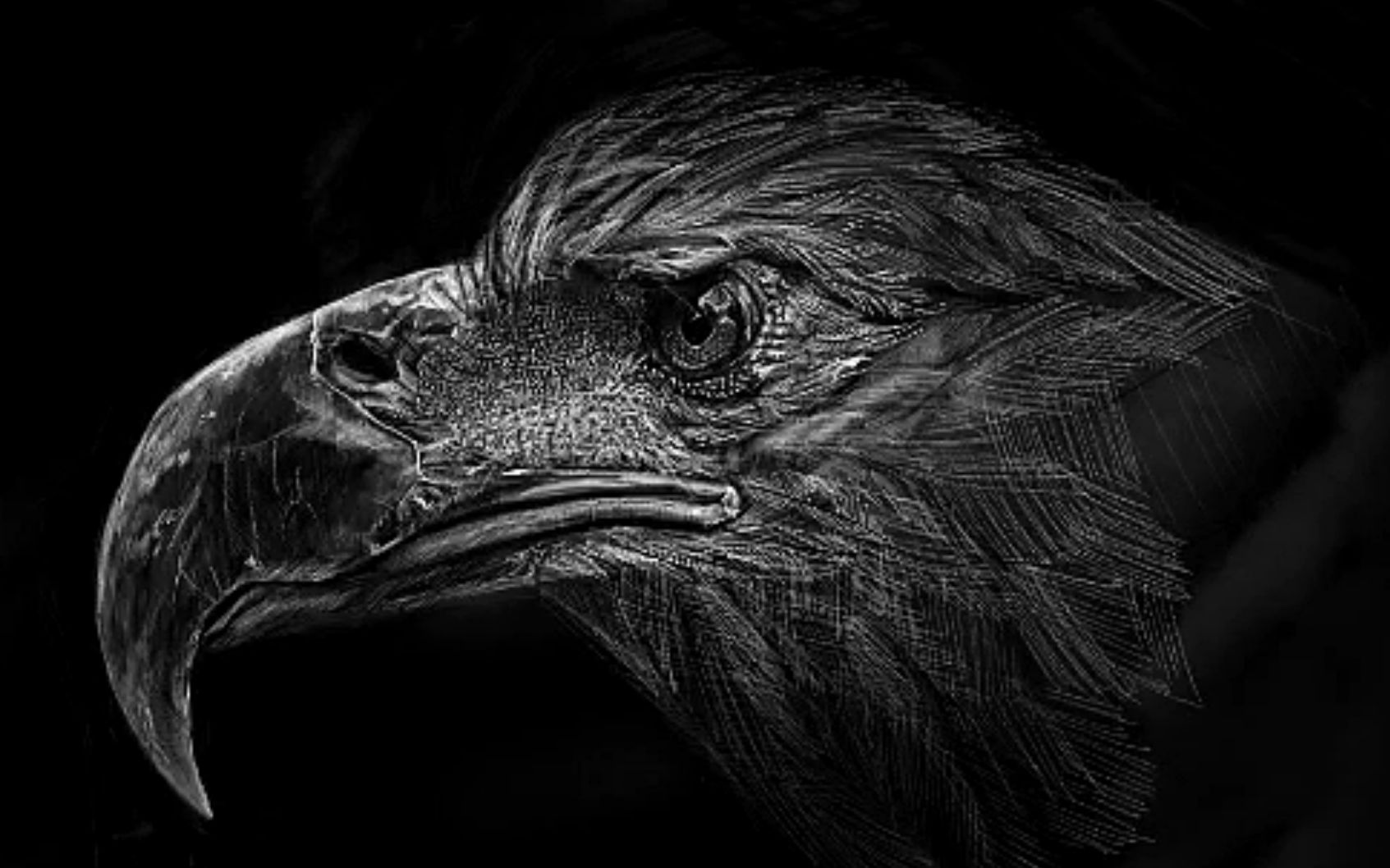 ipad手绘记录-黑白鹰_哔哩哔哩 (゜-゜)つロ 干杯~-bilibili