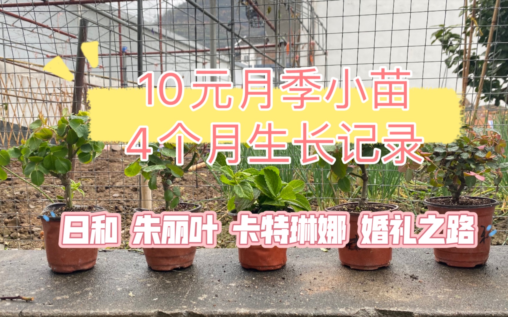 10元月季小苗——4个月生长记录(日和,朱丽叶,卡特琳娜,婚礼之路)新手养护,如有不当,欢迎大家指出.哔哩哔哩bilibili