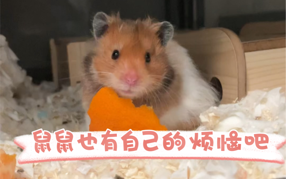 小鼠鼠的烦恼是什么呢