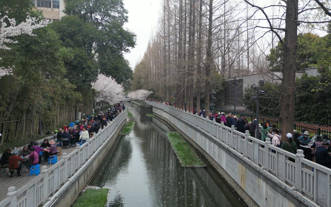 南京珍珠河樱花航拍