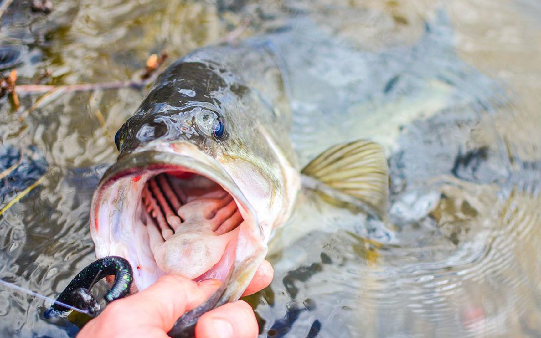 搭脉式 抓鱼口   随便玩玩 .很久没更新了