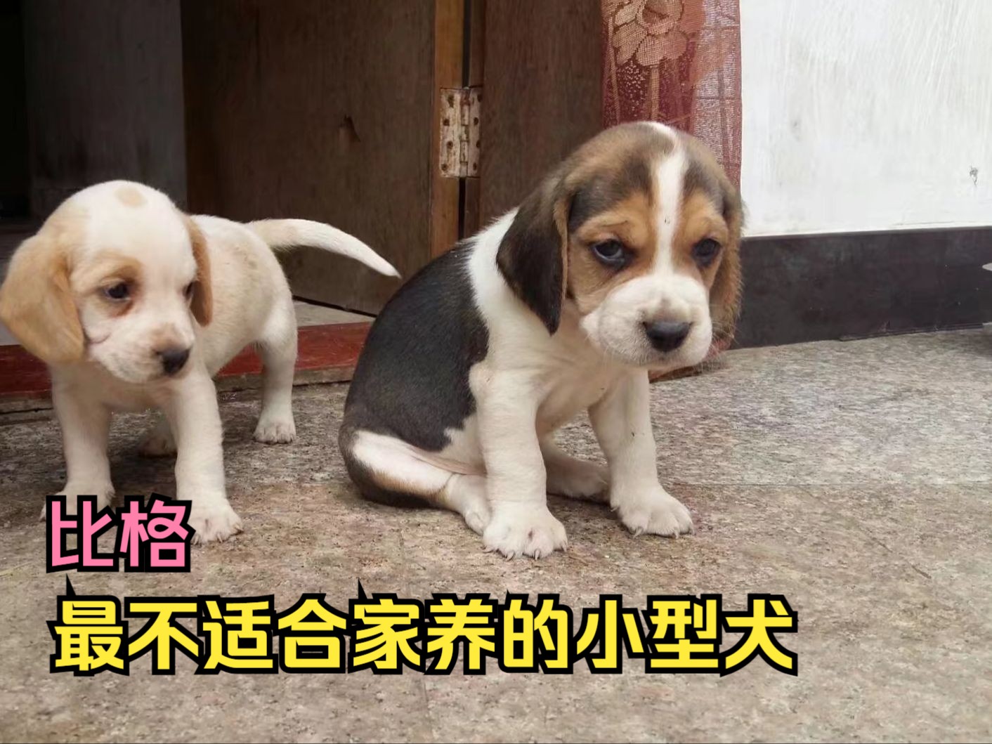 知道它为什么叫比格大魔王吗?比格犬,最不适合家养的小型犬哔哩哔哩bilibili