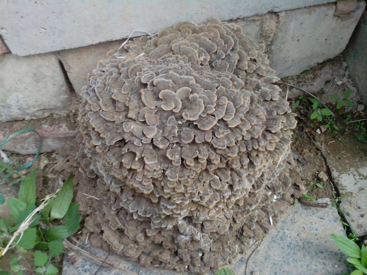 有没有不动土就可以让树根死掉的方法？