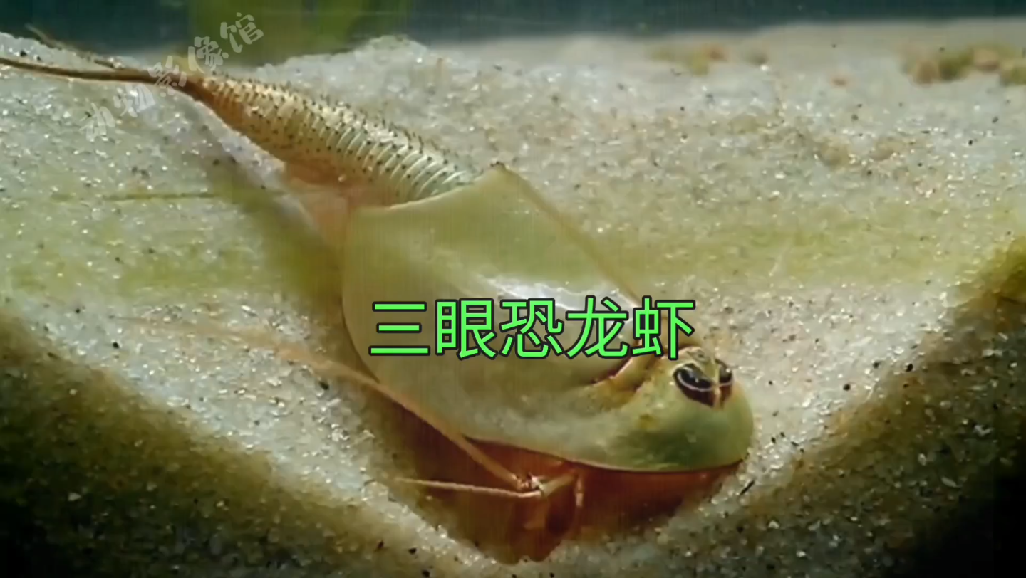 三眼恐龙虾:3亿年前和恐龙是邻居