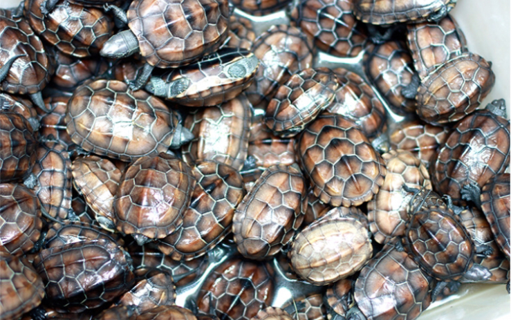 买了六只小乌堆,考试成绩随便吹