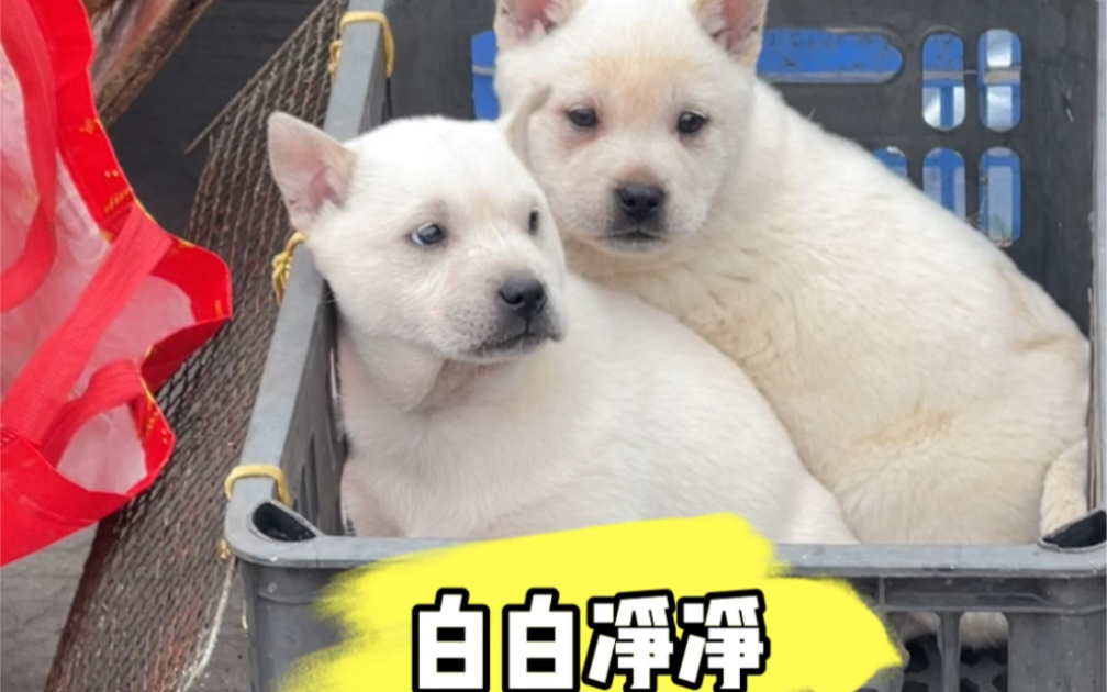 㕚 ,田园犬称之为土狗,不是说它土,意思说是土生土长 #狗宝宝 #田园犬哔哩哔哩bilibili